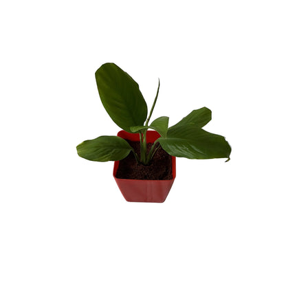 Peace Lily Plant In 4 Inch orchid Red square Pot