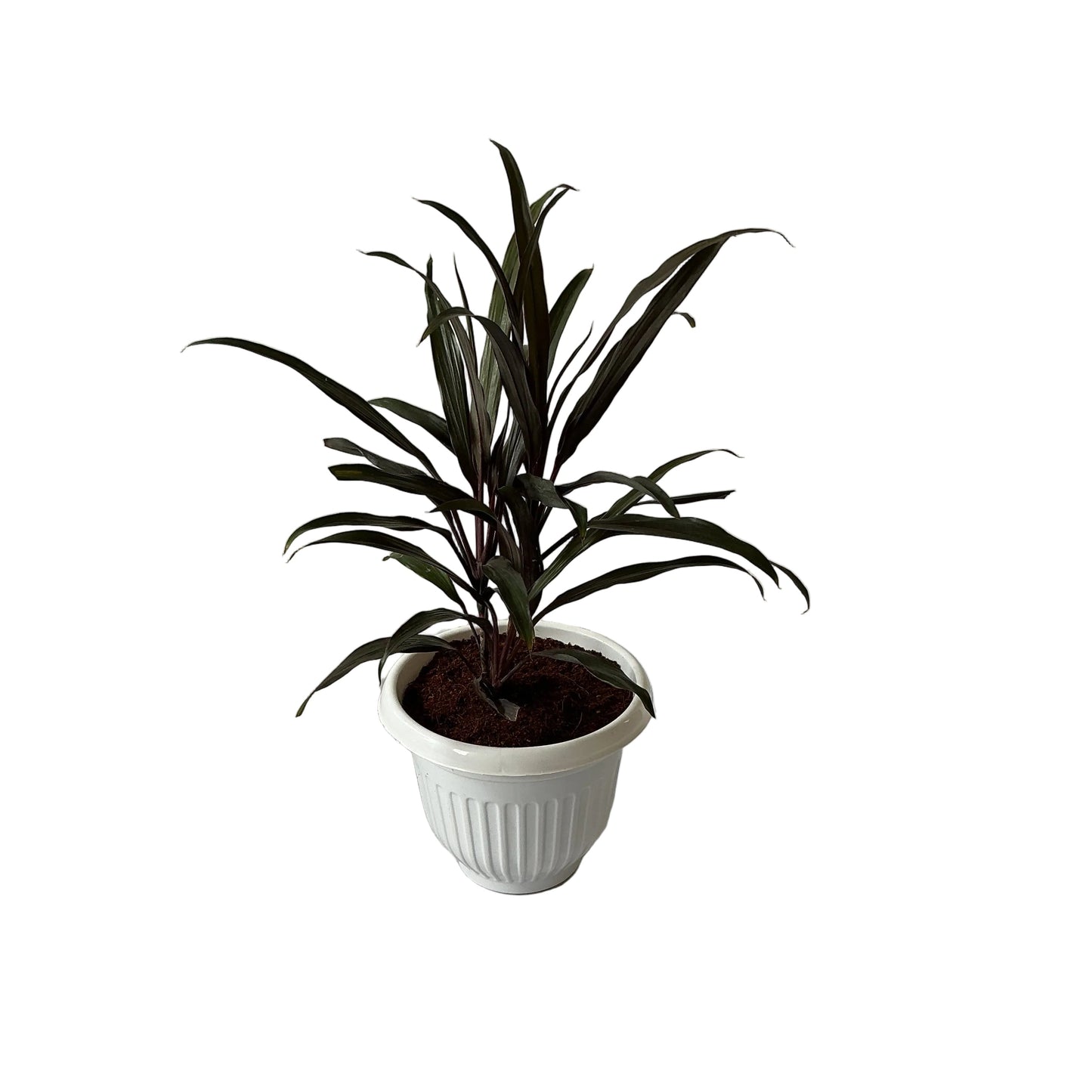 Dracaena Black Plant In 8 Inch White Olive Pot