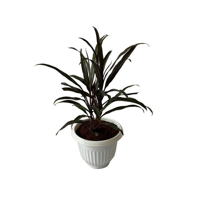 Dracaena Black Plant In 8 Inch White Olive Pot
