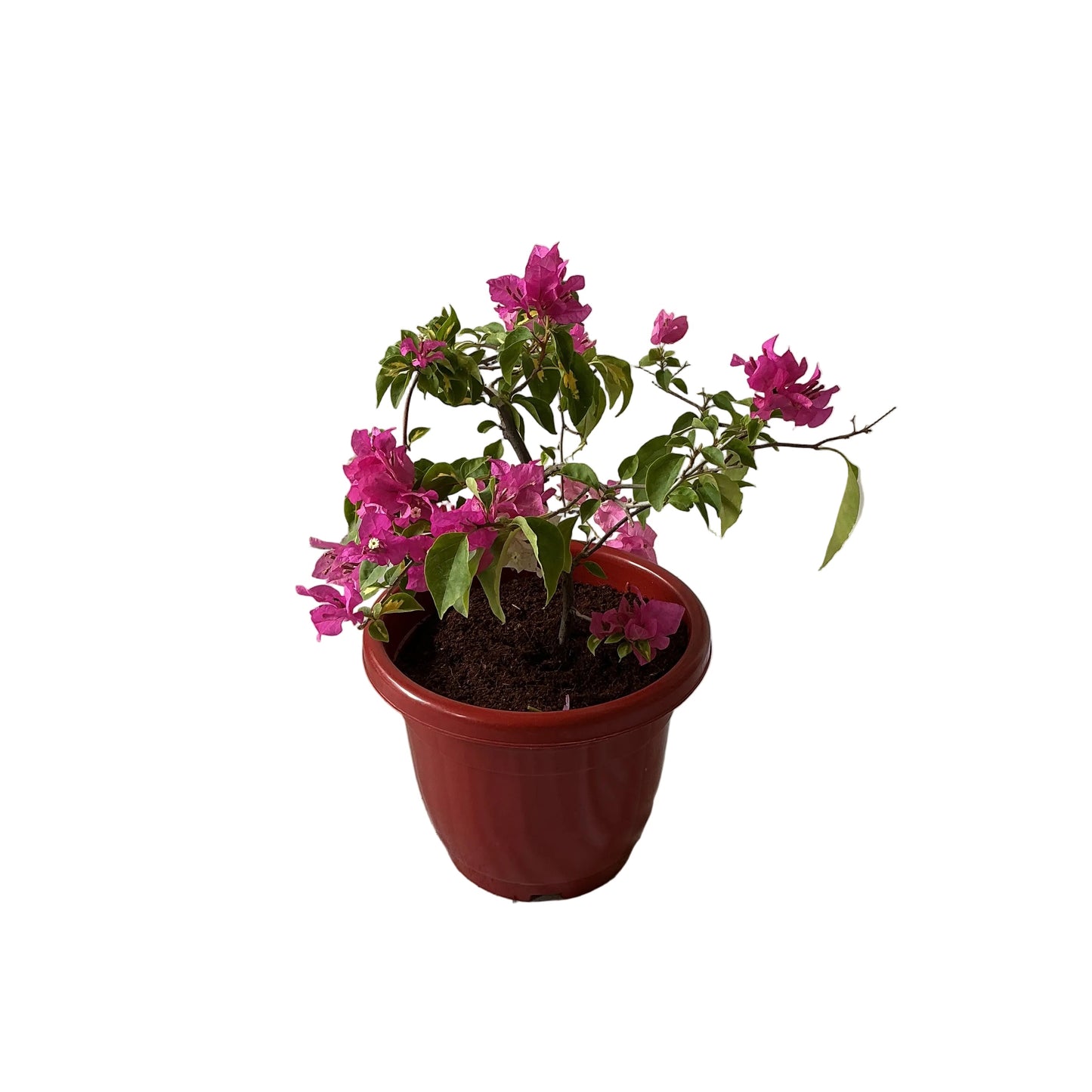 Baganvelliya Flower Plant In 10 Inch Red Classic Pot