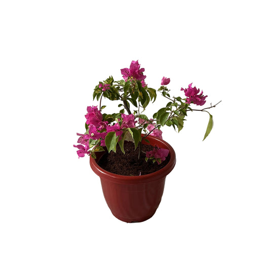 Baganvelliya Flower Plant In 10 Inch Red Classic Pot