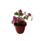 Baganvelliya Flower Plant In 10 Inch Red Classic Pot