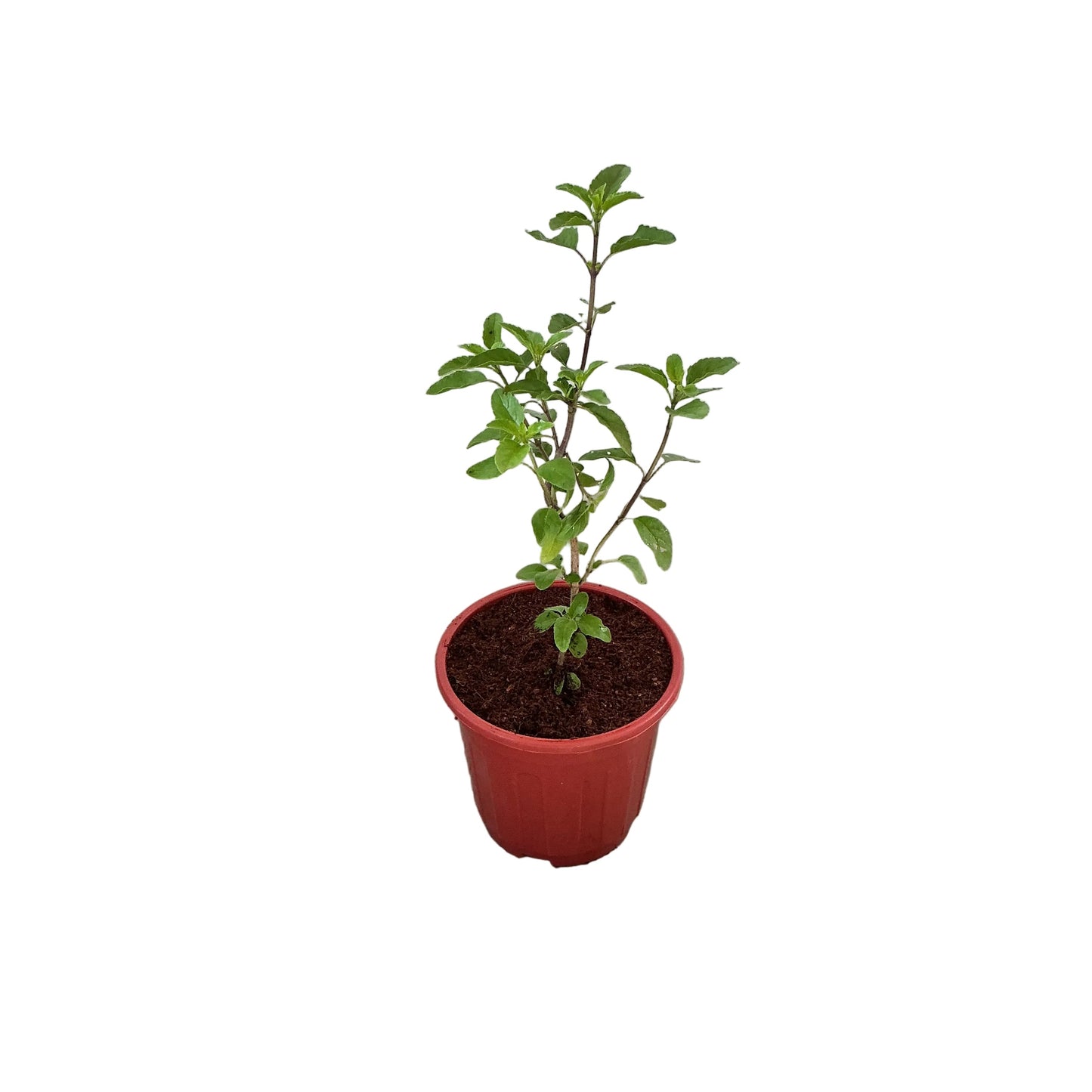 Rama Tulsi Plant In 6 Inch Red Nursery Pot