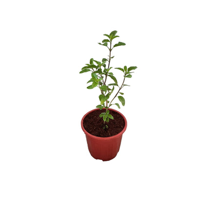 Set Of-2 Rama Shyama Tulsi In 6 Inch Red Nursery Pot