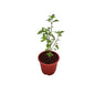 Rama Tulsi Plant In 6 Inch Red Nursery Pot