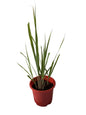 Lemon Grass Plant In 8 Inch Red Nursery Pot