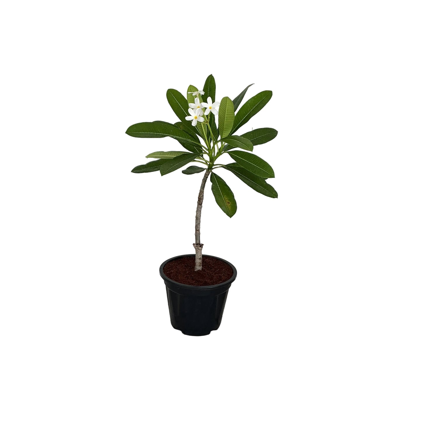 Champa Flower Plant In 10 Inch Nursery Pot