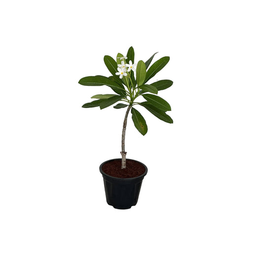 Champa Flower Plant In 10 Inch Nursery Pot