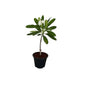 Champa Flower Plant In 10 Inch Nursery Pot