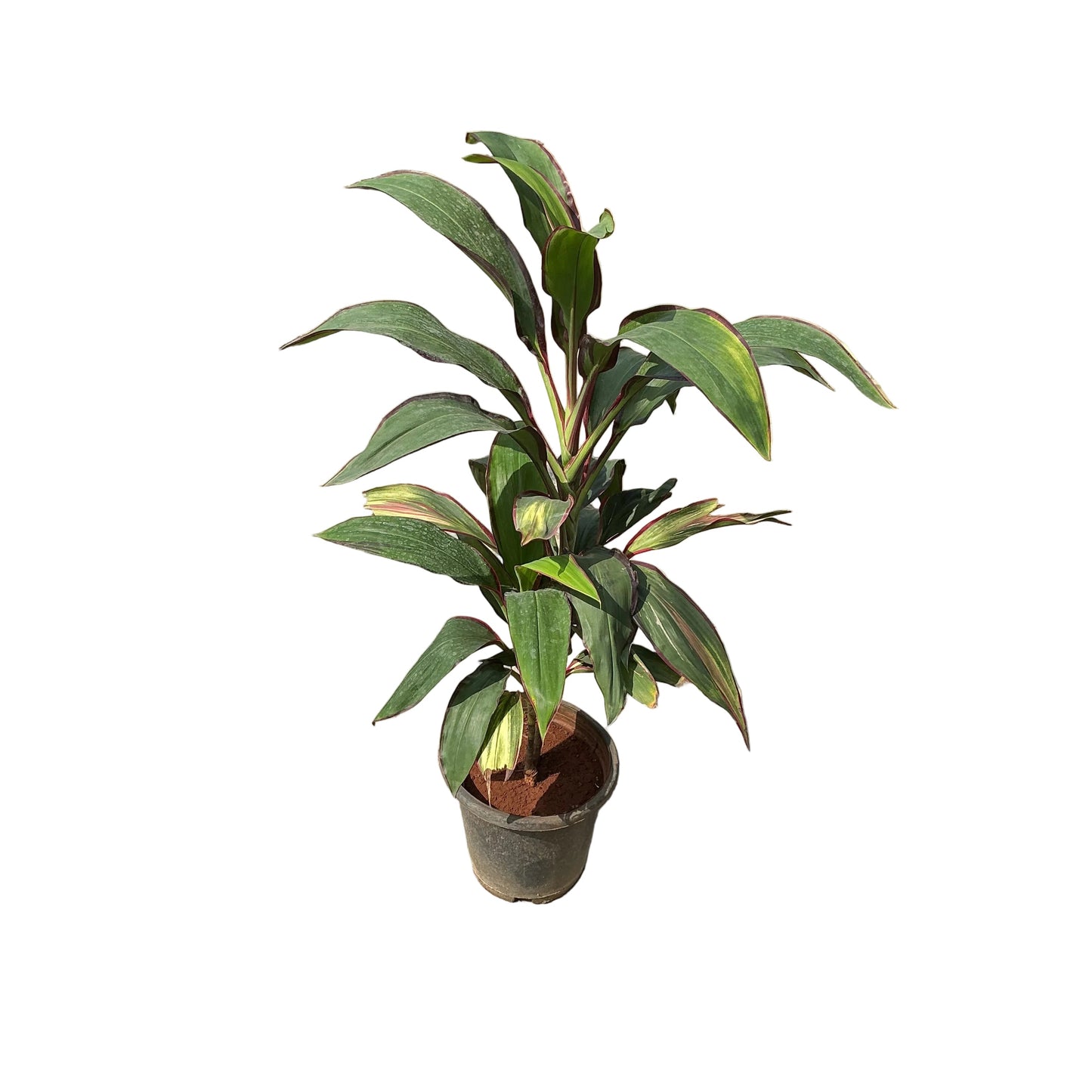 Dracaena Mahatma Plant In 8 Inch Nursery Pot