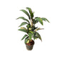Dracaena Mahatma Plant In 8 Inch Nursery Pot