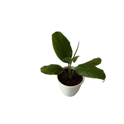 Peace Lily Plant In 5 Inch White Classic Pot