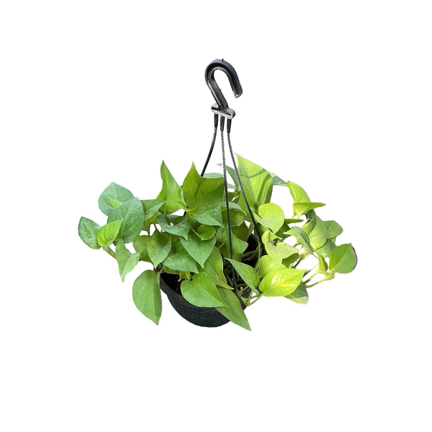 Money Plant golden Hanging Basket In 7 Inch