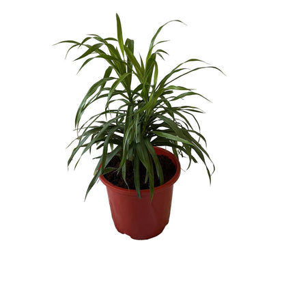 Dracaena Green Plant In 8 Inch Red Nursery Pot