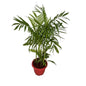 Sicotiya Palm/Bamboo Palm In 10 Inch Red Classic Pot
