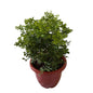 Madhu Kamini Dwarf In 10 Inch Red Classic Pot