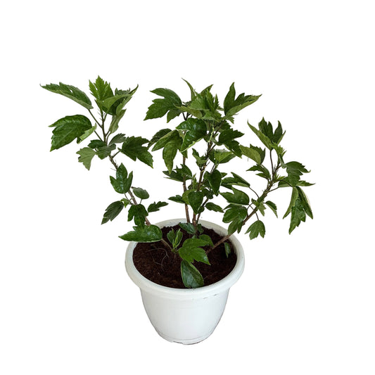 Hi birdie hibiscus flowers plant in 10 inch white classic pot