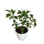 Hi birdie hibiscus flowers plant in 10 inch white classic pot