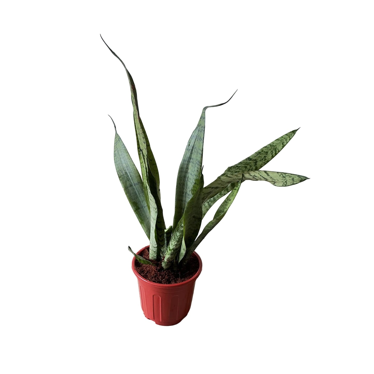 Snack Plant In 6 Inch Red Nursery Pot