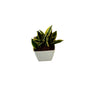 Snack dwarf plant in 4 inch white orchid square pot