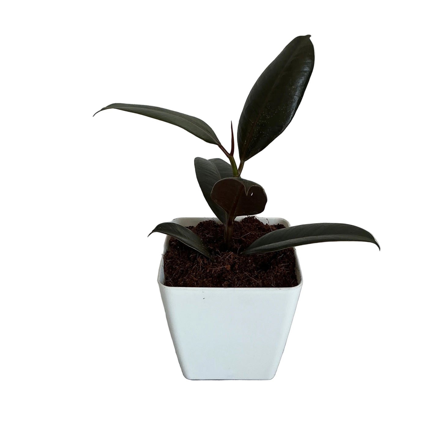 Ruber plant in 4 inch white square orchid pot