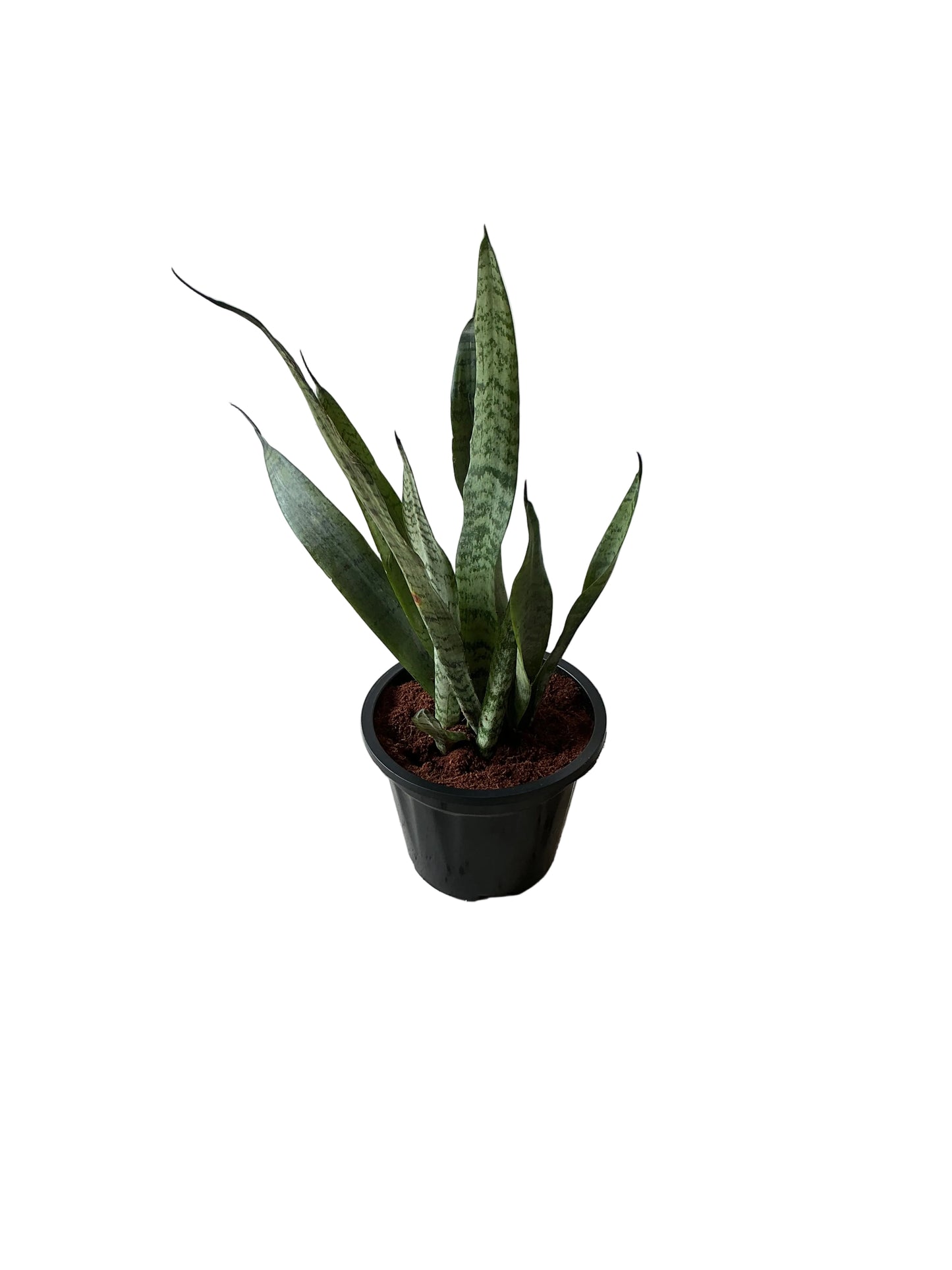 Snake Plant In 8 Inch Nursery Pot