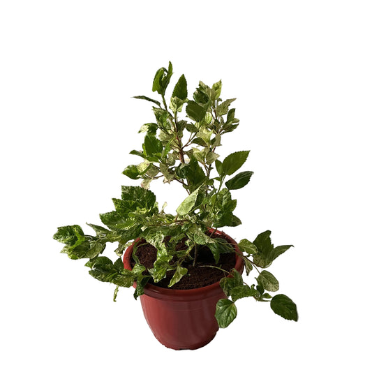 Hibiscus flower plant in 10 inch red classic pot