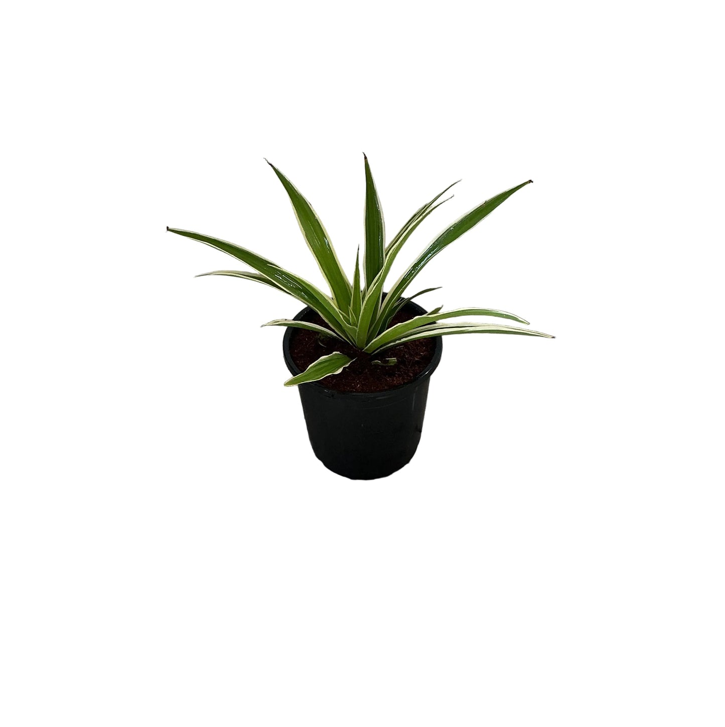 Spider/Chlorophytem Plant In 6 Inch Nursery Pot