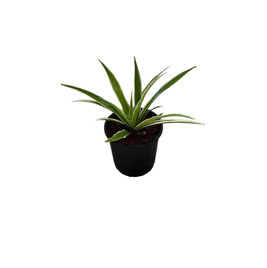 Spider/Chlorophytem Plant In 6 Inch Nursery Pot