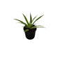Spider/Chlorophytem Plant In 6 Inch Nursery Pot
