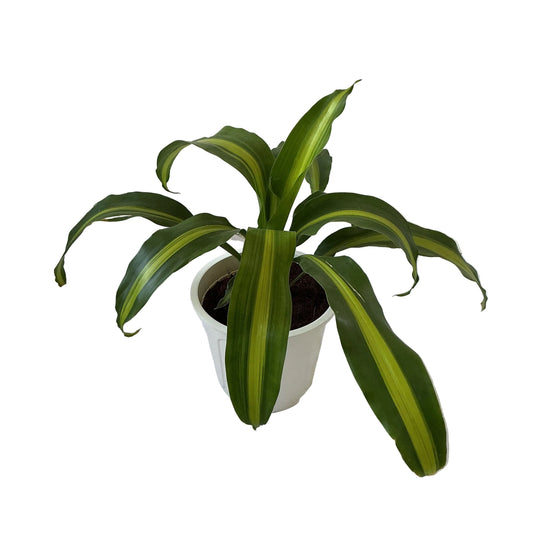 Messenger Victory (Dracaena Fragrance) Plant In 8 Inch White Olive Pot