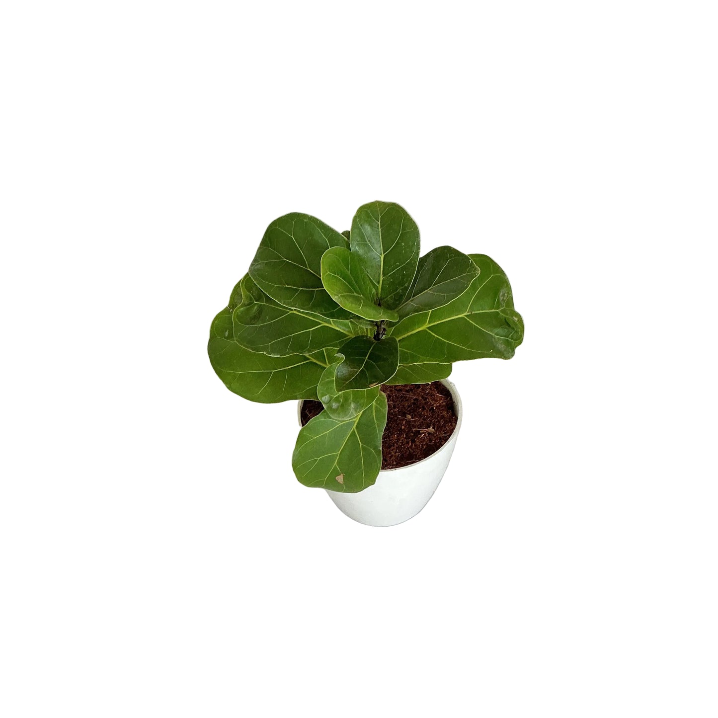 Fiddle leaf ( ficus lureta) plant 4 inch any design pot