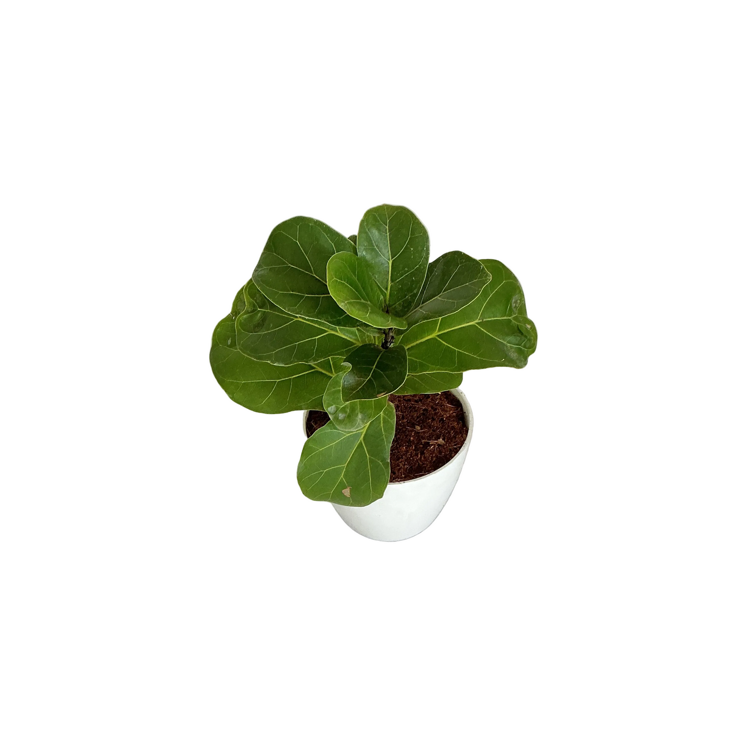 Fiddle leaf ( ficus lureta) plant 4 inch any design pot