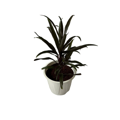 Dracaena Black Plant In 8 Inch White Nursery Pot