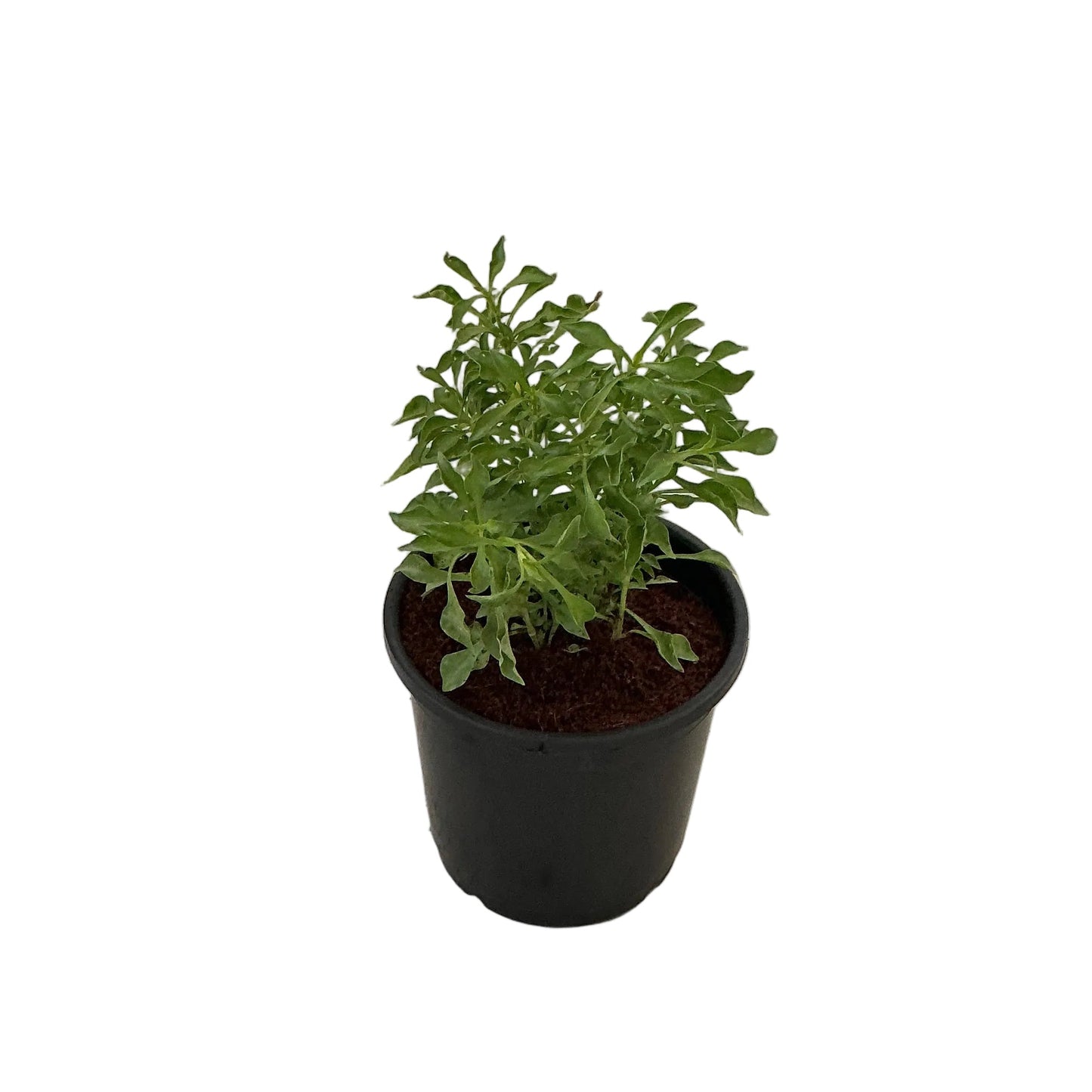 Alternanthera Green Plant In 6 Inch Nursery Pot