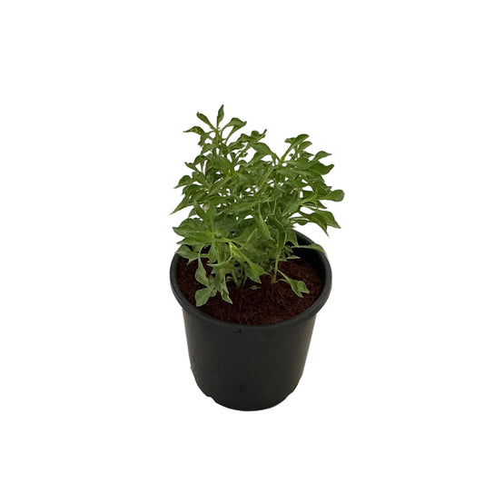 Alternanthera Green Plant In 6 Inch Nursery Pot