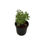 Alternanthera Green Plant In 6 Inch Nursery Pot