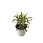 Song of India Plant In 8 Inch White Nursery Pot
