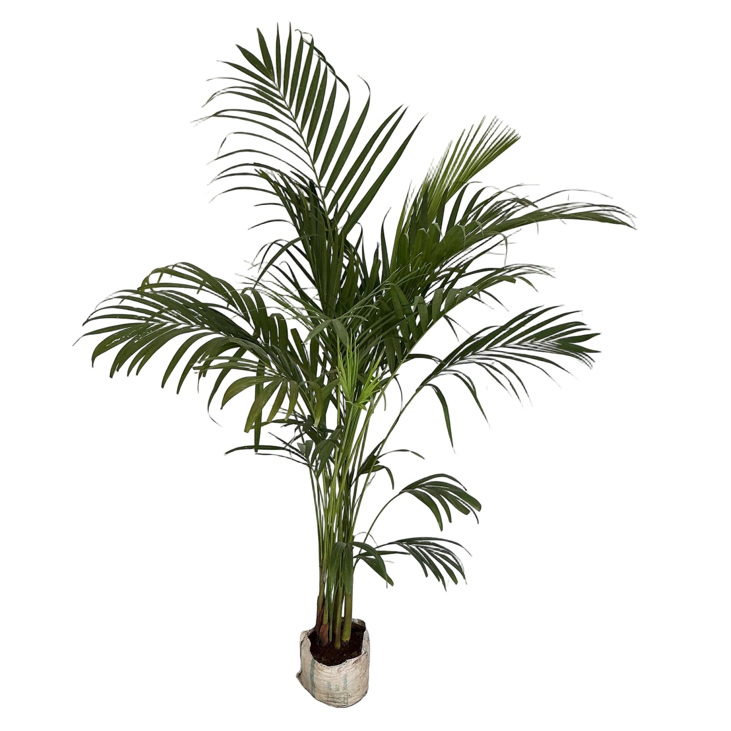 Arica Palm In 8 Inch Bag