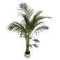 Arica Palm In 8 Inch Bag