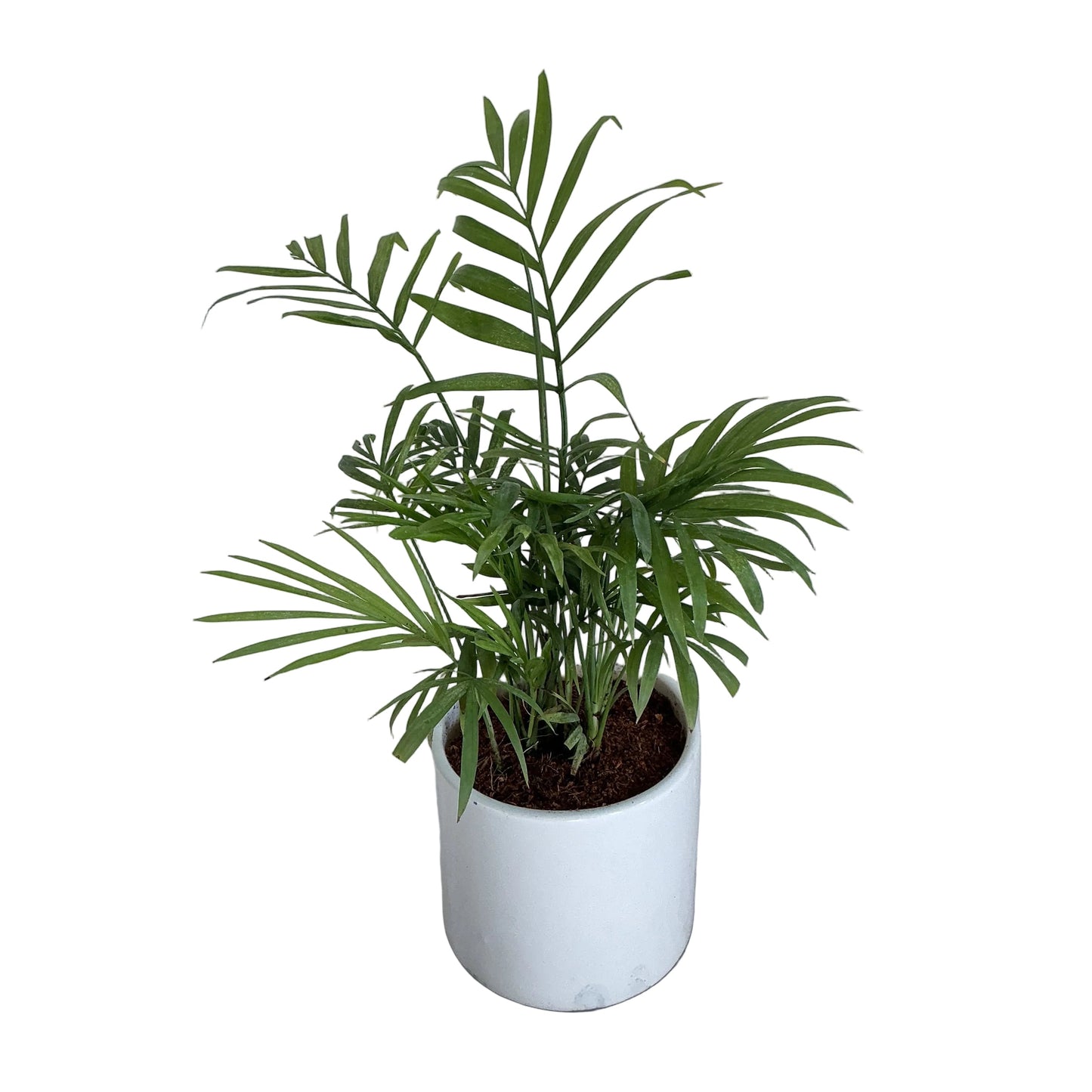 Chamaedorea plant in 4 inch ceramic pot any design