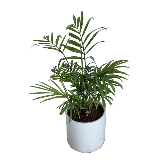 Chamaedorea plant in 4 inch ceramic pot any design