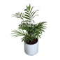 Chamaedorea plant in 4 inch ceramic pot any design