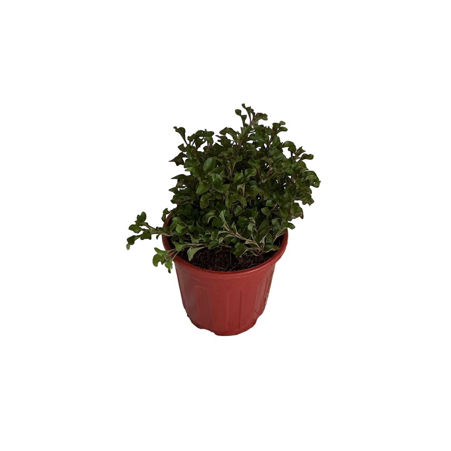 Lady Anthra plant in 6 inch red nursery pot