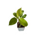 Golden philodendron in 4 inch white orchid square pot