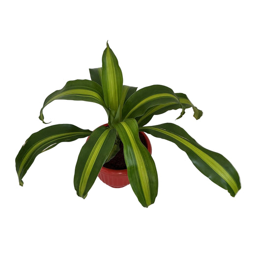 Massinger Victoria ( Dracaena Fragrance Plant )In 8 Inch Red Olive Pot.