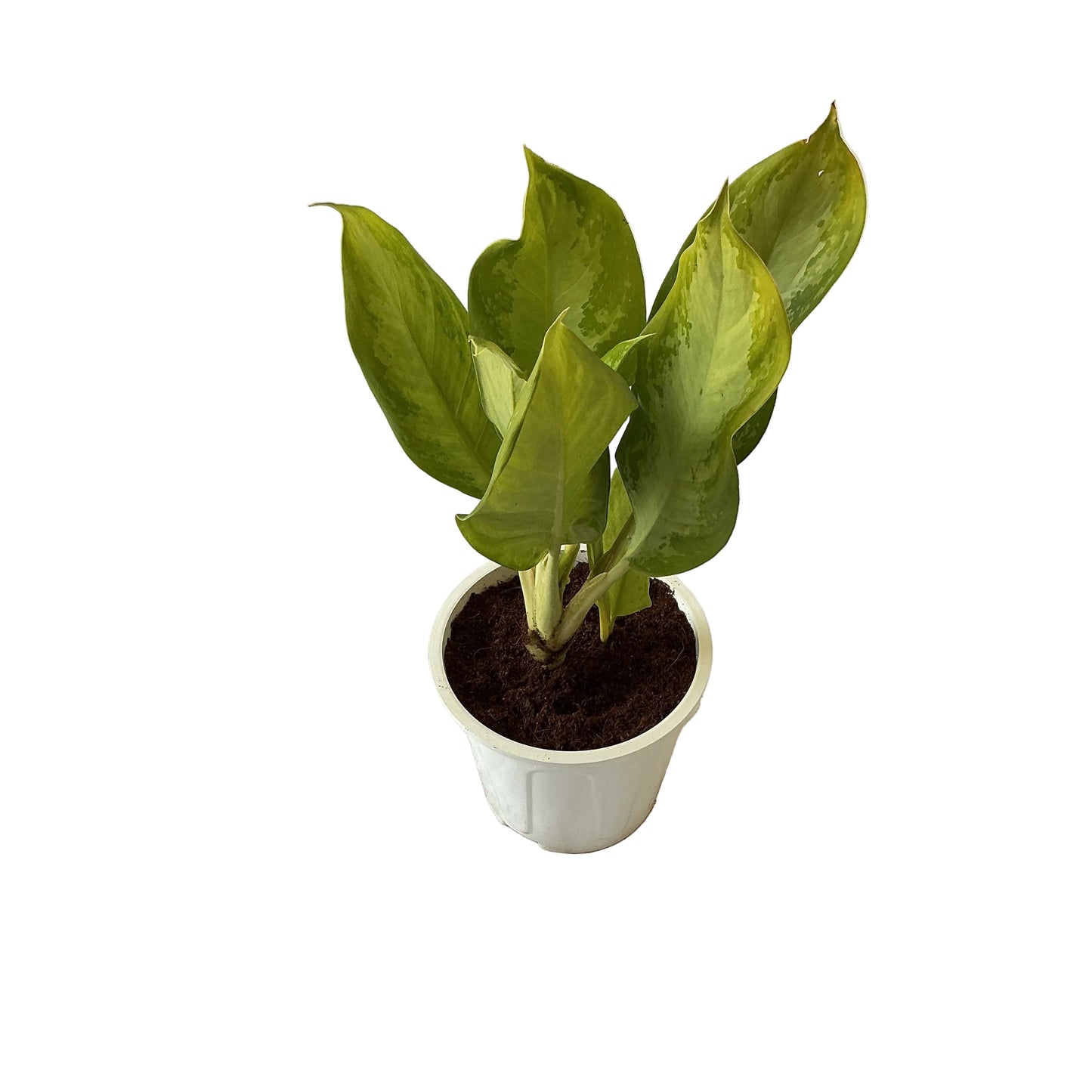 Aglaonima silver plant in 8 inch white nursery pot