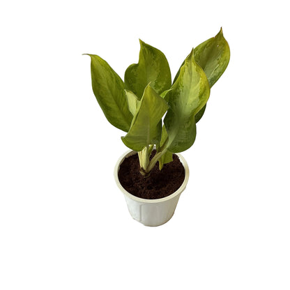 Aglaonima silver plant in 8 inch white nursery pot
