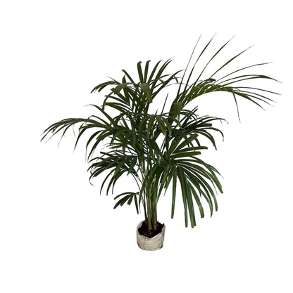 Arica Palm In 6 Inch Bag