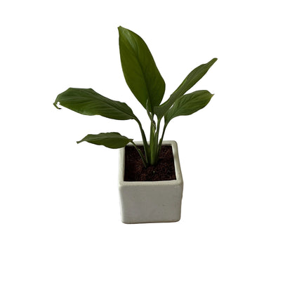 Peace Lily Plant In 4 Inch Ceramic Pot Any Design